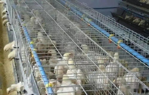 肉鸡养成游戏攻略[肉鸡饲养方法]