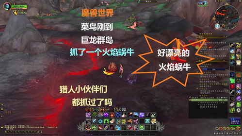 魔兽世界猎人火狮子宝宝,魔兽世界怀旧服猎人狮子宝宝哪里抓