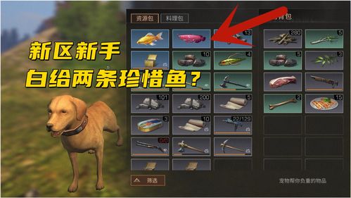 明日之后锦鲤在哪钓几率高,明日之后锦鲤在哪里钓到的几率高