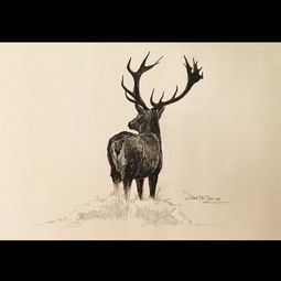 drawing,drawing绘画软件下载