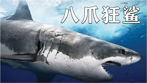鲨鱼,鲨鱼影视