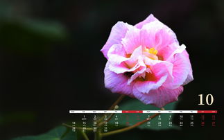 花语比较虐心的花,花语比较虐心的花语