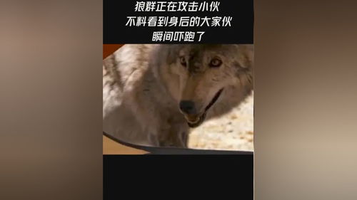 狼群在线观看免费完整版直播,狼群在线观看免费完整版直播下载