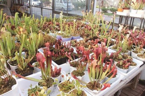 9999999级植物体验下载,植物9999999级无限钻石