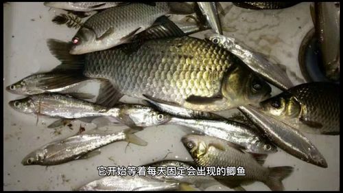 鲨鱼和魔鳉鱼,鲨鱼和魔鬼鱼
