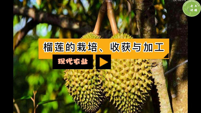 榴莲视频在线观看免费5,榴莲视频在线观看免费下载网站