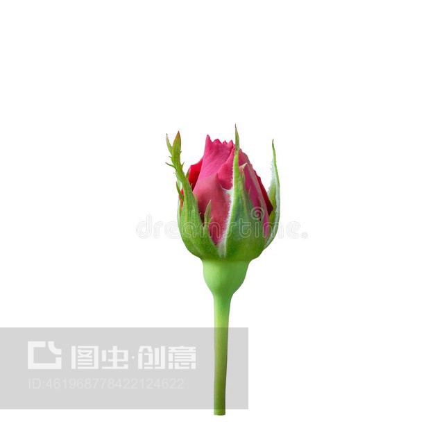 bud,buddy是什么意思啊