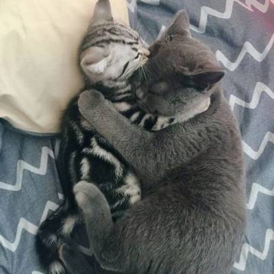 猫咪app官网直接进入,快喵