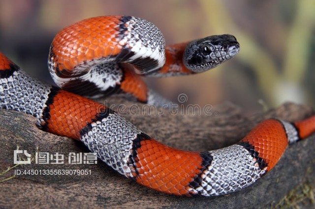 snake,snakes是什么意思